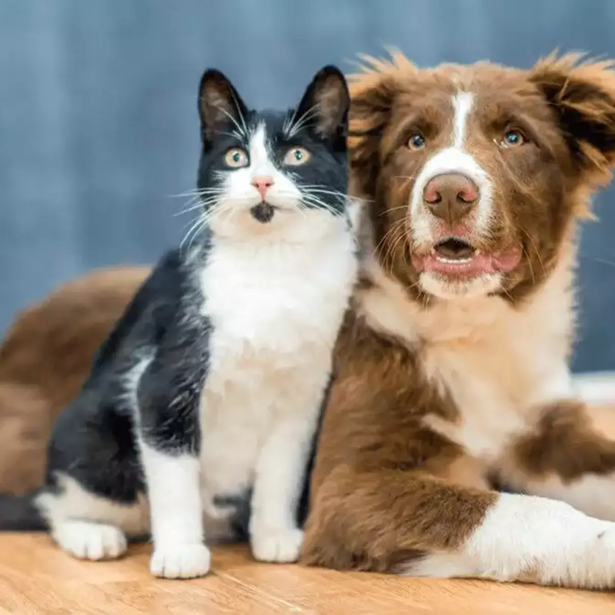 Susquehanna Trail Animal Hospital Website